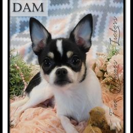 Daisie Mae - Chihuahua