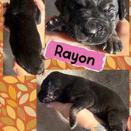 Rayon - Black female Great Dane puppy in Wellsville, New York from Prophecy Danes