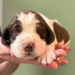 Woodford Reserve - Liver and white male English Springer Spaniel puppy in Hawesville, Kentucky from Bristol’s Southern English Springer Spaniels