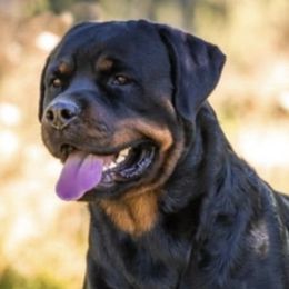 Rottweilers from Von der Edel Rottweilers