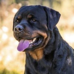 Rottweilers from Von der Edel Rottweilers