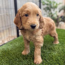 Boy 2 - Apricot male Goldendoodle puppy in Las Vegas, Nevada from Puppies of the West