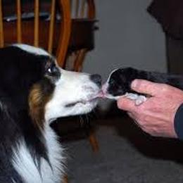Miniature American Shepherd Puppies from Too Mini Aussies/ Miniature American Shepherds