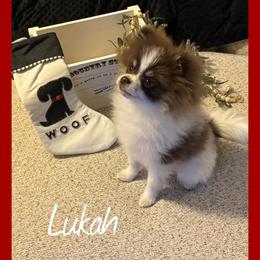 Lukah - Chocolate parti male Pomeranian puppy in Oologah, Oklahoma from GG's Pomeranians