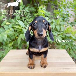 Quorra - Black and tan female Dachshund puppy in Royse City, Texas from Truehearted Miniature Dachshunds