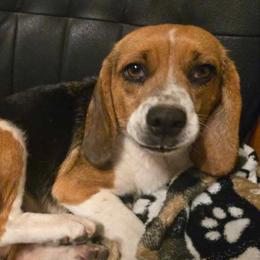 Annie - Beagle