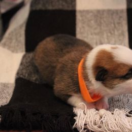 Pembroke Welsh Corgi Puppies from Tri-Star Stock Farm