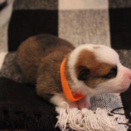 Pembroke Welsh Corgi Puppies from Tri-Star Stock Farm