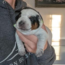 Blu (Blue Collar) - Blue male Australian Cattle Dog puppy in Ammon, Idaho from Piney River Cattle Dogs