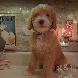 Brown Collar - Apricot Double Doodle puppy in Georgia from H & M Doodles