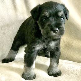Miniature Schnauzer Puppies from Divine Miniature Schnauzers