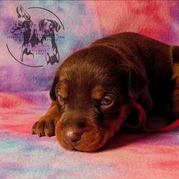 Red Collar Male 6 - Latte x Rogue - Red and rust male Doberman Pinscher puppy in Spencer, Indiana from Jackson's Dobermans