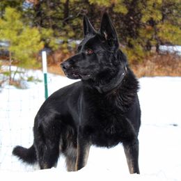 Ranger - German Shepherd