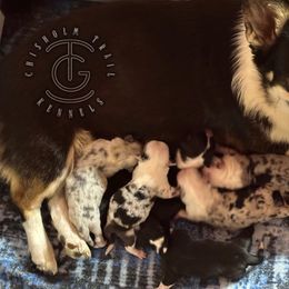 Everest - Black and tan female American Corgi puppy in Hico, Texas from Chisholm Trail Kennels