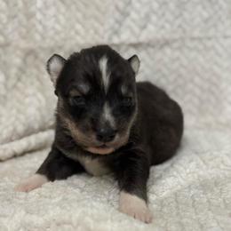 Solis - Sable and white male Siberian Husky puppy in London, Ohio from Rose Trail Siberian’s