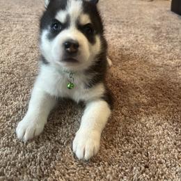 Siberian Husky Puppies from Dave’s Husky’s