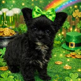 Cinder - Black and tan female Yorkshire Terrier puppy in Parma Heights, Ohio from Yorkie Darlings ANGELHEARTS YORKIES