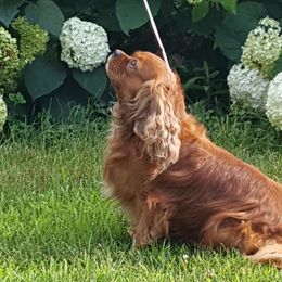 Cavalier King Charles Spaniels from Caballarius Cavalier King Charles Spaniels
