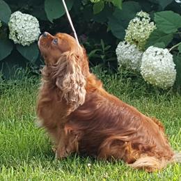 Cavalier King Charles Spaniels from Caballarius Cavalier King Charles Spaniels