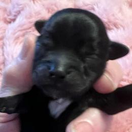 Aqua collar - Shelby - Black and white female Shorkie puppy in Mays Landing, New Jersey from Fancy Paws Shorkies & Shih Tzus