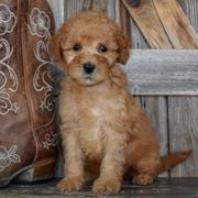 Glory-Teal Collar - Apricot female Irish Doodle puppy in Macedon, New York from Toodles Goldendoodles