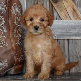 Glory-Teal Collar - Apricot female Irish Doodle puppy in Macedon, New York from Toodles Goldendoodles