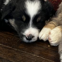 Australian Shepherd Puppies from Kelly Arndt