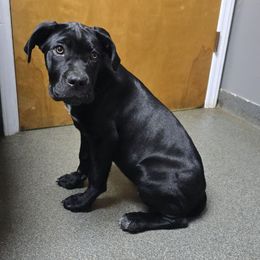 Purple Collar - Black female Cane Corso puppy in Henry, Virginia from Hardradas Dynasty Cane Corso