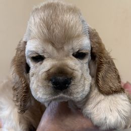 Girl 1 - Buff female Cocker Spaniel puppy in Victor, Montana from Stargazer Kennel