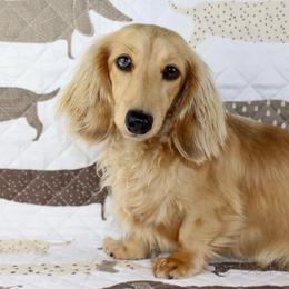 Dallas - Dachshund