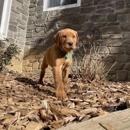 Labrador Retriever Puppies from Yates Family Labs