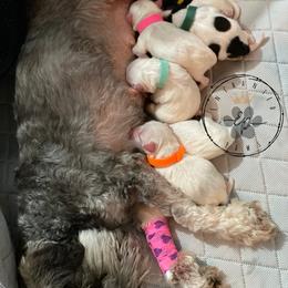 Miniature Schnauzer Puppies from Enchanted Paws