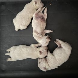1 - White male West Highland White Terrier puppy in Prudenville, Michigan from Randy Ellen West Highland White Terriers of Michigan