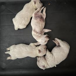 1 - White male West Highland White Terrier puppy in Prudenville, Michigan from Randy Ellen West Highland White Terriers of Michigan