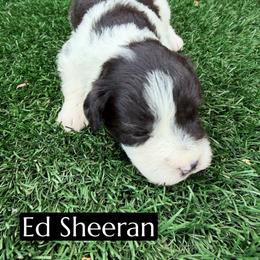 Ed Sheeran - Black and white male Aussiedoodle puppy in Bakersfield, California from Annie's Aussies
