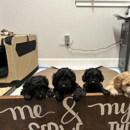 Poodle Puppies from A Stone’s Throw Farm