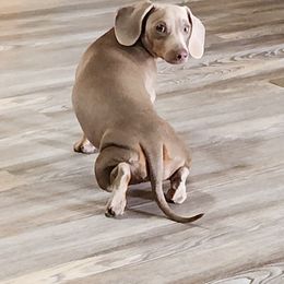 Clementine - Dachshund