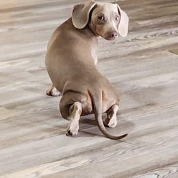Clementine - Dachshund