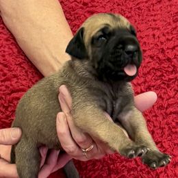 Purple collar - Fawn female Great Dane puppy in Morriston, Florida from Boulder View Danes