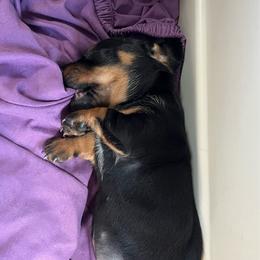 Bex - Black and tan female Dachshund puppy in Windsor, Colorado from Murry’s minis