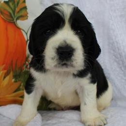Teak - Black and white male English Springer Spaniel puppy in Lexington, South Carolina from House Tiner Springers