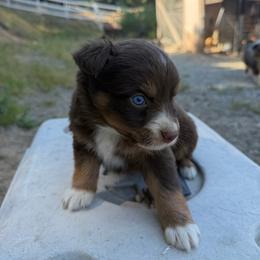 RedTri female - Red tri-color female Miniature American Shepherd puppy in Prunedale, California from 4MLA STABLES