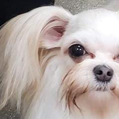 Biewer Terriers and Mi-Kis from Little Angels Mi-Kis