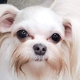 Biewer Terriers and Mi-Kis from Little Angels Mi-Kis