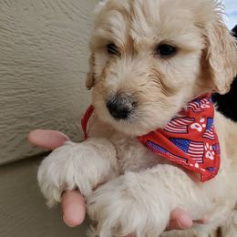 Goldendoodle Puppies from Americana Paws