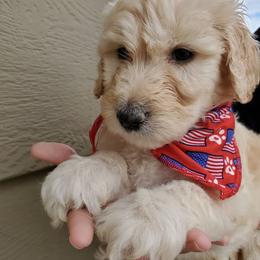 Goldendoodle Puppies from Americana Paws