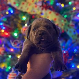 Blue - Gray male Cane Corso puppy in Opelousas, Louisiana from Azelees Cane Corso
