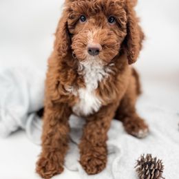 Bang - Red  male Poodle puppy in Idaho Falls, Idaho from Freckle Paw Family