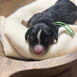 Ellie - Tri-color female Bernedoodle puppy in Bellevue, Iowa from Blended Acres & Kennels