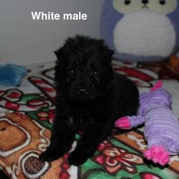 White male - Black male German Shepherd puppy in Ann Arbor, Michigan from Von Der Havier German Shepherds